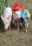 Кожну свинку одягнули у спортивну манішку із кличкою спорстмена. Фото Віктора Кочетова